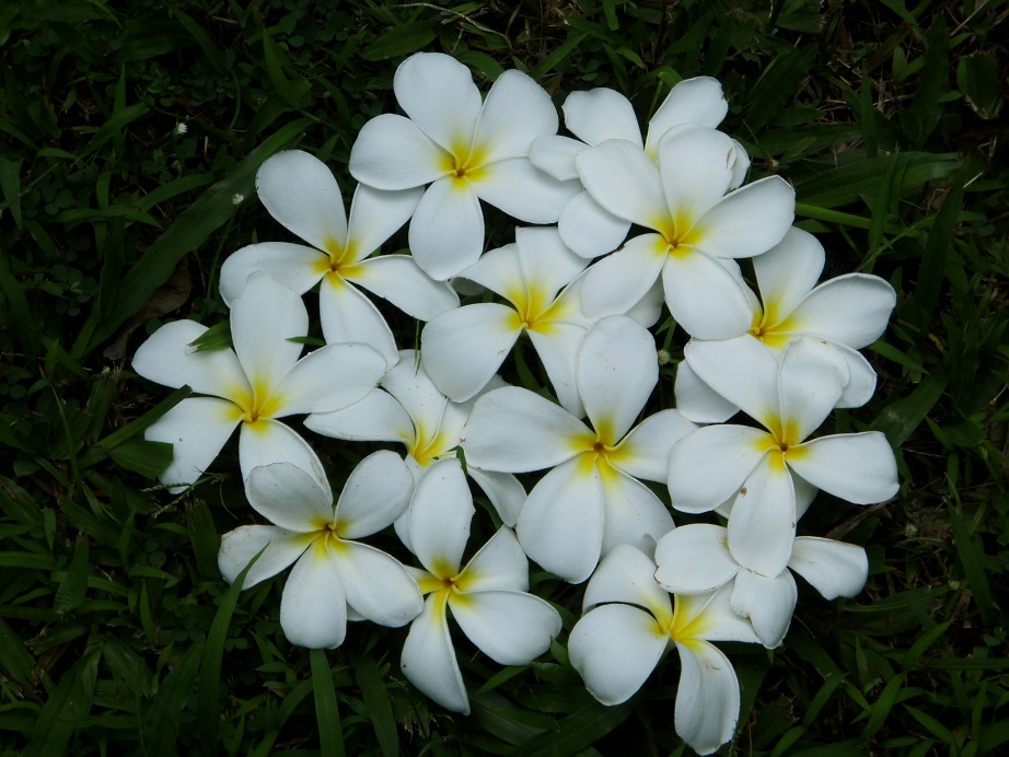 Plumeria Hawaii