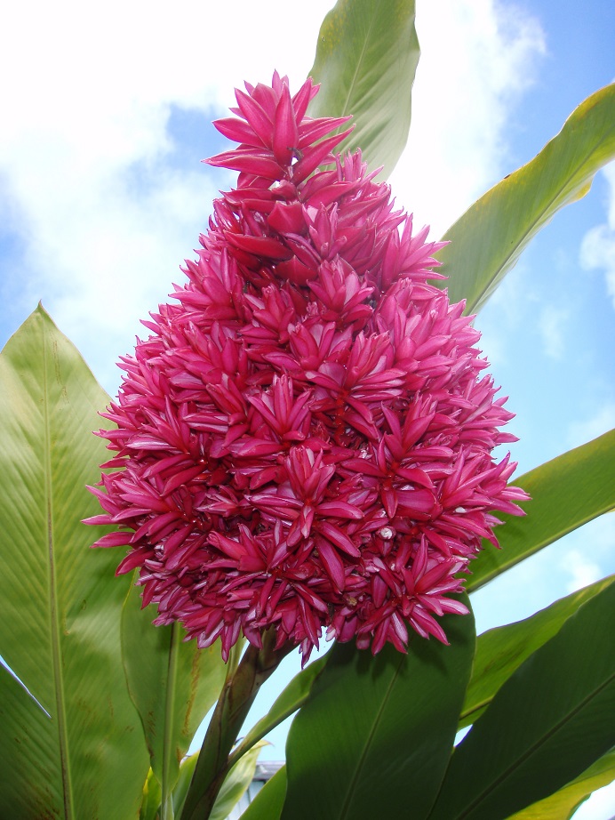 Blume Hawaii