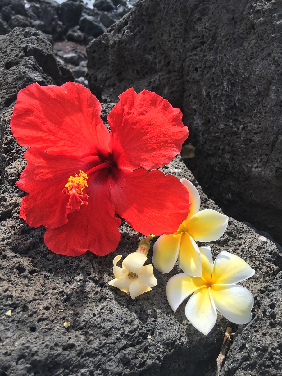 Hibiskus Hawaii