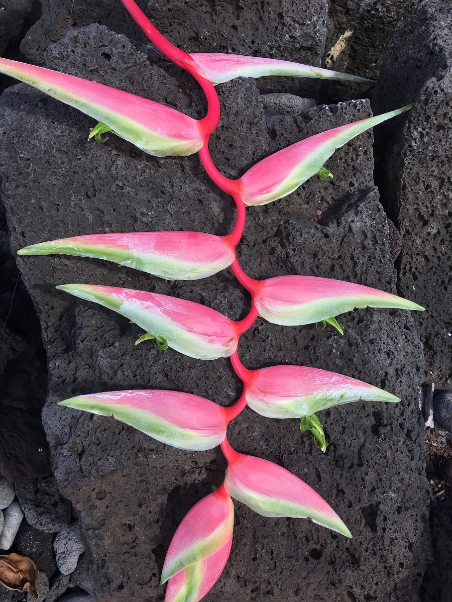 Blume Hawaii